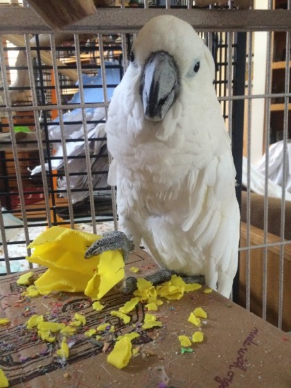 Dog toys are for the birds!!!