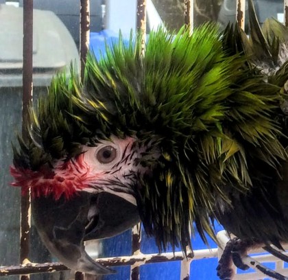 Baths are important for enrichment and good health.