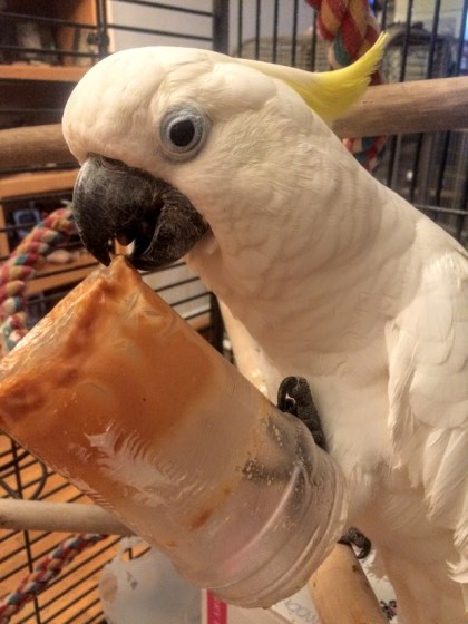 There are many fun enrichment items around the house!
