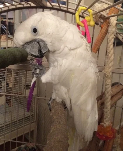 Toothbrushes are for beaks! (As long as nothing is ingested.)