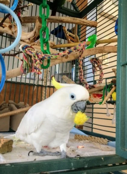 Someone else's cage and toys is always a bonus!