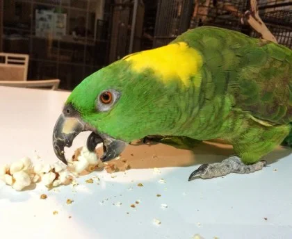 Unsalted homemade popcorn is an enriching treat for everyone.