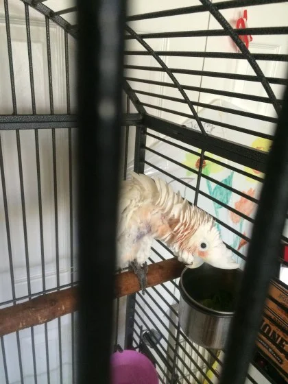 A cage with one perch and bowls is not enough.