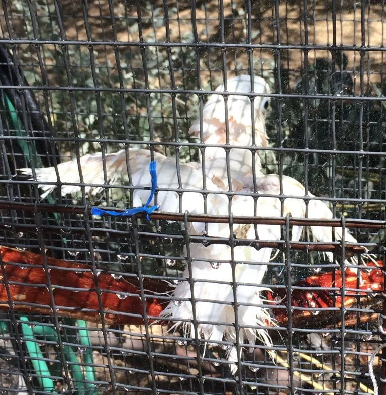 Enjoying sun and a shower!!! – May 12, 2015