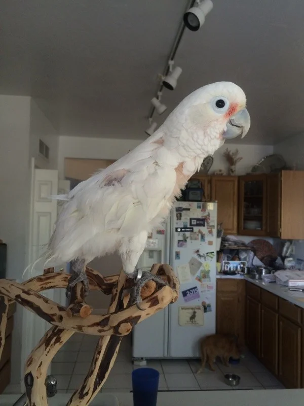 Hanging in the kitchen – May 14, 2015