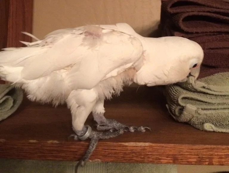 Helping around the house – June 11, 2015