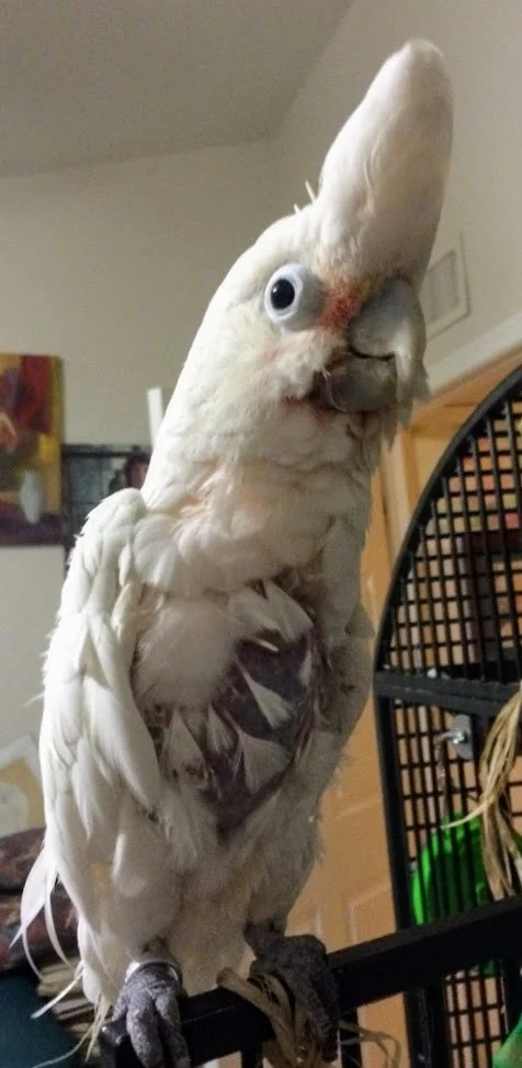 Growing feathers!!! 7/11/2015