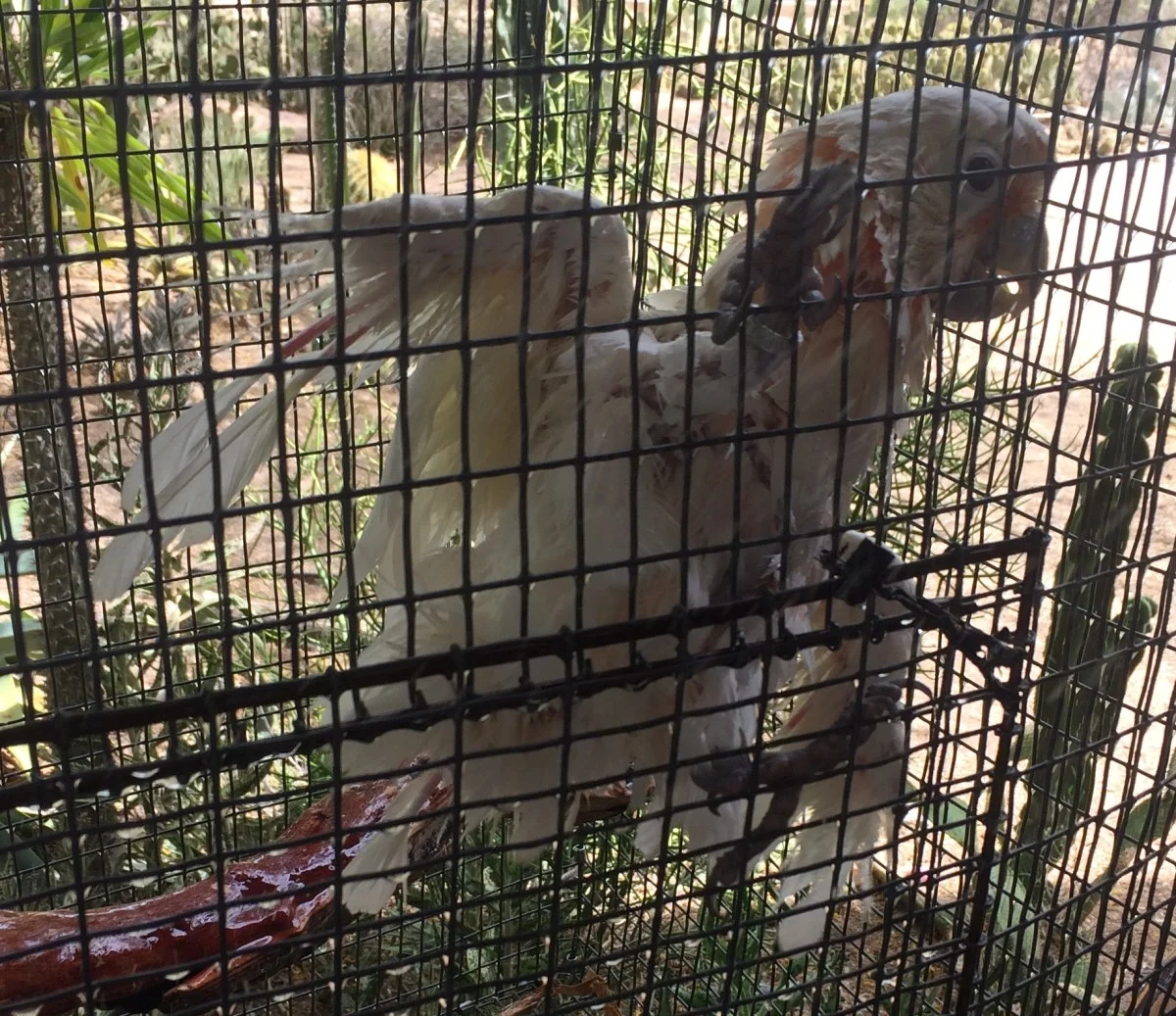 Fish-bird! Loves water!!! 7/17/2015