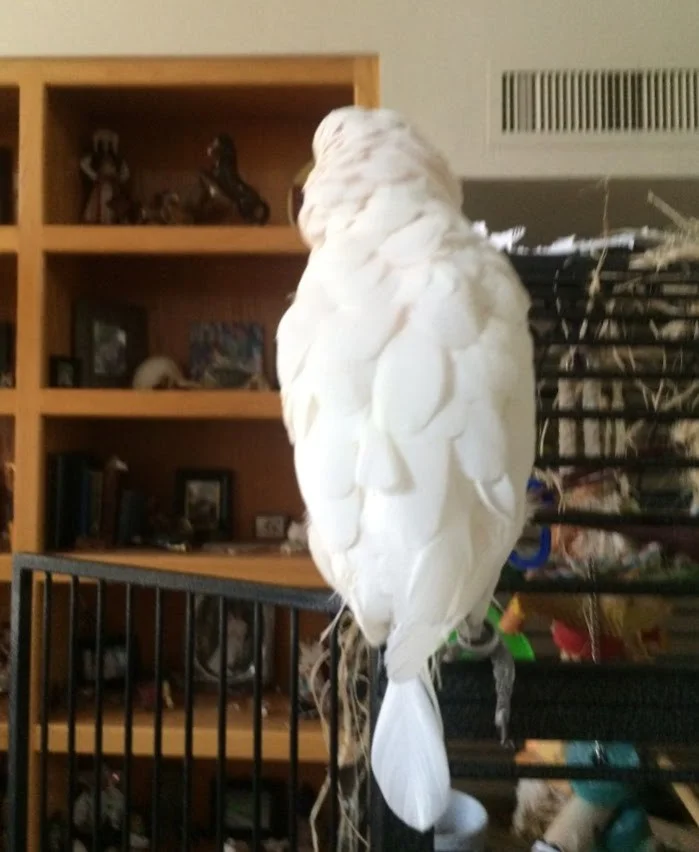 A rare “Spoontail” Cockatoo – July 29, 2015