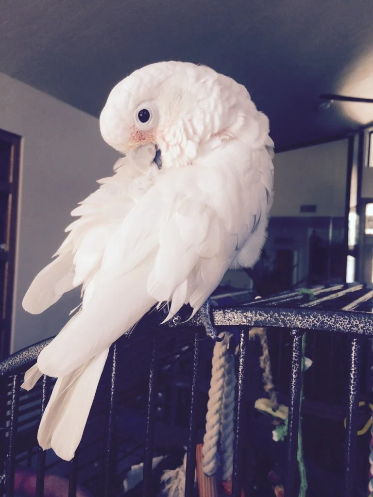 Yes, I am gorgeous! – September 1, 2015
