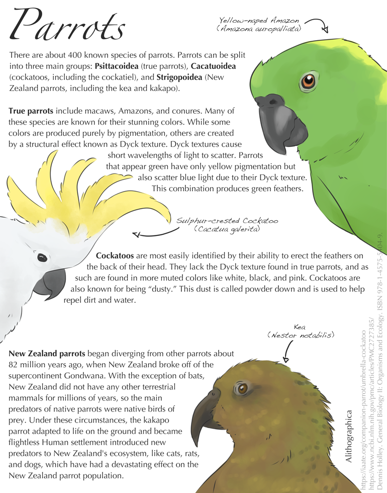 Animal Infographics - by Alithographica Art — Harmony Animal Behavior