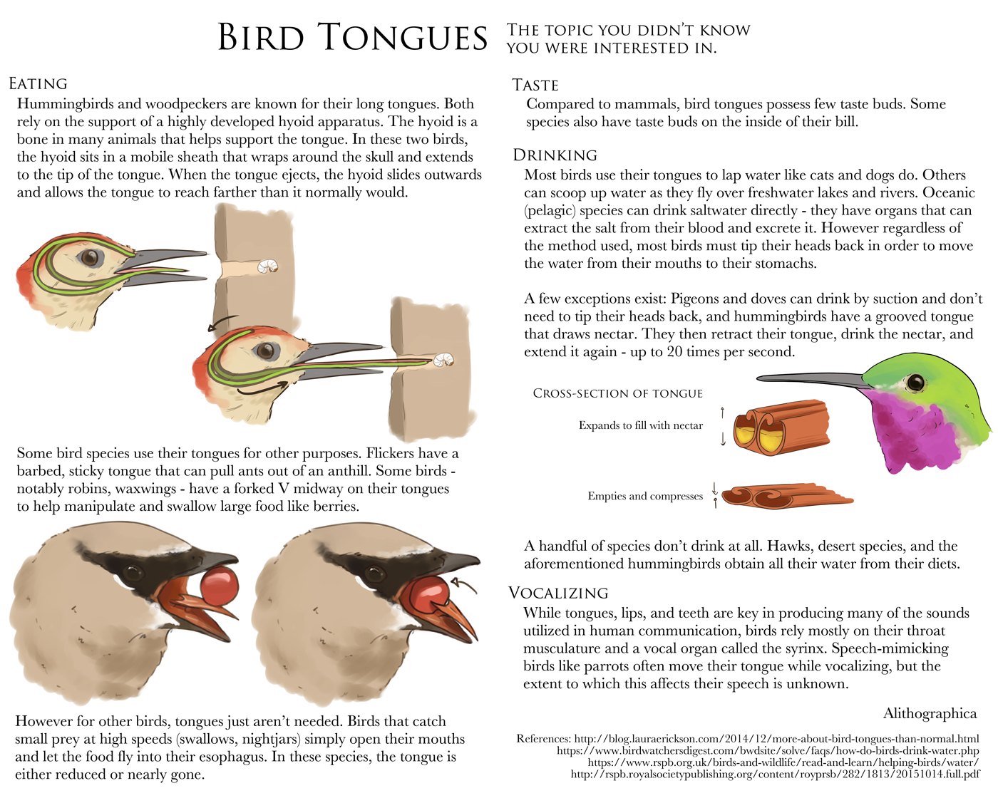 Alithographica Art - June 13, 2017 · Science Fact Not-Friday: Bird tongues! Had a wifi outage and then a busy weekend, oops. Here's a larger version: http://orig01.deviantart.net/cc9f/f/2017/164/3/d/science_fact_friday__bird_tongues_by_alithographica-dbckg7m.png