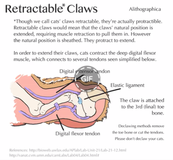 Alithographica Art - July 14, 2017 · As much as it pains me, I must admit the animation probably isn't terribly accurate. I happened to choose a topic that has surprisingly few resources available that clearly show the sequence and tendon attachments. I did find two dissection videos but they both skimmed over what I really wanted to see. Sigh. At any rate, as a schematic it'll do. Cat claws! (& Facebook FINALLY accepts gifs!) (However SquareSpace (website) does not accept gifs: Please go here for Retractable Claws animated infographic: https://www.facebook.com/JennDeutscherArt/videos/1425097340891330/ )
