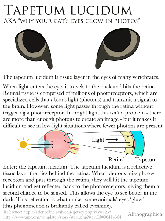 Alithographica Art - Science Fact Friday - April 1, 2017 · Science Fact Friday - Tapetum lucidum! The eyeshine is actually animated but FB is dumb. If you'd like to view the gif, click here: https://68.media.tumblr.com/e31ab1d5dc6da36111caf086b62e40bb/tumblr_onr0wh2hIE1tlq88jo1_540.gif So why don’t all vertebrates have this adaptation? It’s an advantage to animals that are active in the dark - cats, dogs, owls, raccoons, crocodiles, and so on - but it makes everything slightly blurry. Many daytime vertebrates (including humans and most other primates) do not have one and instead have better day vision.