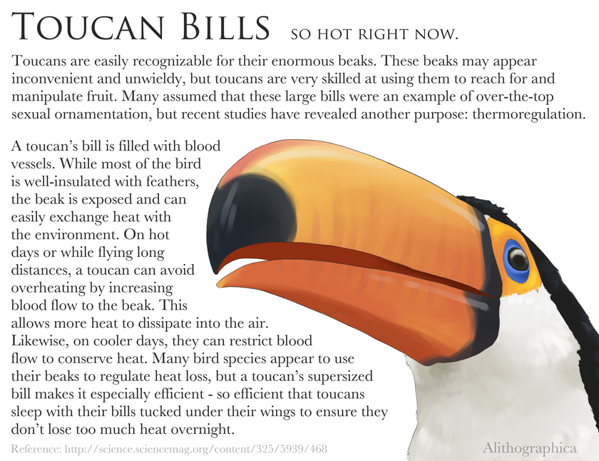 Alithographica Art - May 12 , 2017 · Science Fact Friday: Toucan thermoregulation! Pokemon fans might currently be going “…so Toucannon’s Beak Blast?” Yup. That’s why your non-fire bird gets fire attacks anyway. Image reference: http://www.activewild.com/wp-cont…/…/2015/02/Toucan-Bill.jpg