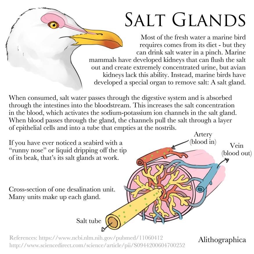 Alithographica Art - June 17, 2017 · Science Fact Friday: Salt Glands Some people have noticed that this is a pretty efficient process and have asked if we can develop a technology based on this to improve our own desalination efforts...buuut I haven’t been able to find anyone who has actually looked into it further. If you find any info, I’d love to hear it!