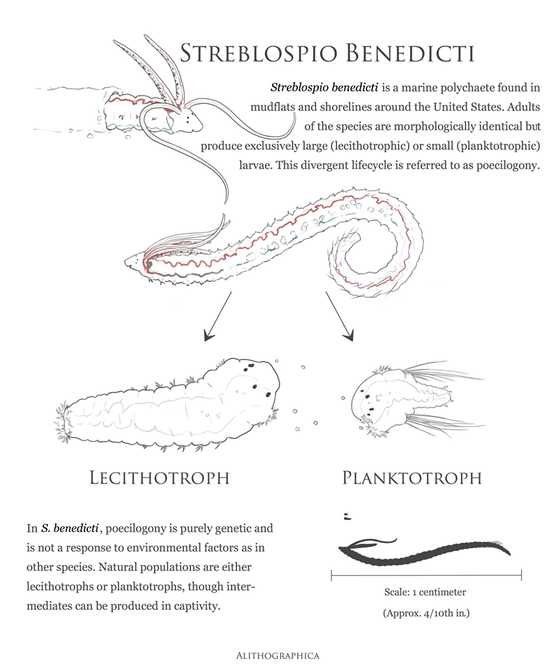 Streblospio benedicti (Digital, 2015) Quick informational page based on my work with S. benedicti in the Rockman Lab at NYU. 