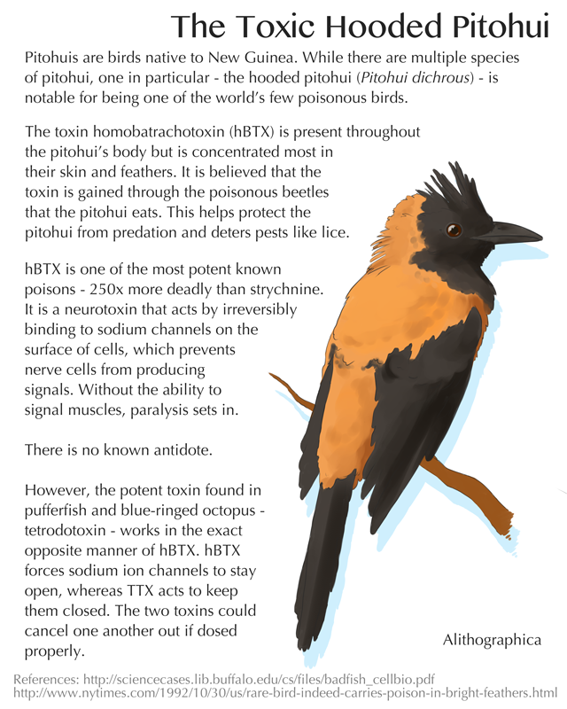 Alithographica Art - July 22 , 2017 Similar toxic effects are seen in the Variable Pitohui and the Rusty Pitohui, but not to the extent of the Hooded Pitohui. There are also several species of non-toxic pitohui that have evolved to mimic the coloration of the Hooded Pitohui in an attempt to confuse predators. I've done a previous Sci Fact on tetrodotoxin - click here for that! -> http://alithographica.tumblr.com/post/159840710436/science-fact-friday-tetrodotoxin-ft-a-small-gif