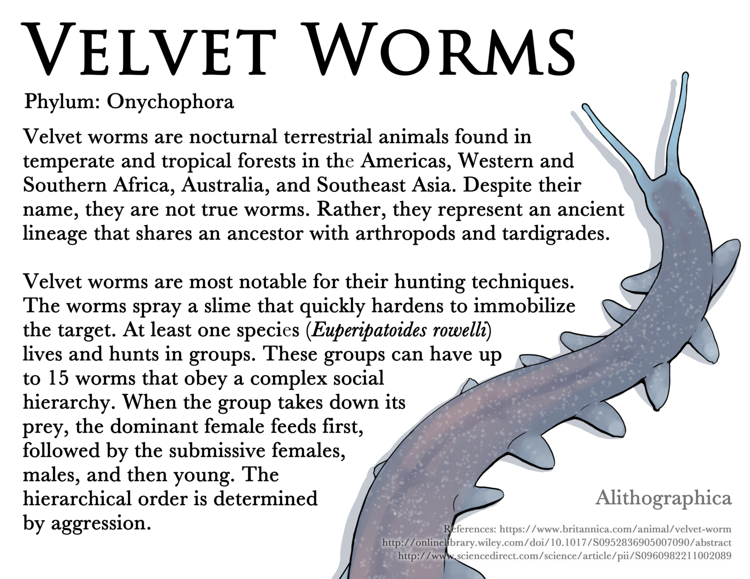 Alithographica Art - Science Fact Friday - February 24, 2017 · Science Fact Friday: These really weird not-worm worms. I just learned about these little critters this week and HAD to do a Science Fact Friday on them. Additional fact I couldn’t fit in: Some species of velvet worms lay eggs. Other species birth live young, either by storing eggs inside their bodies that hatch shortly before birth (ovoviviparity) or via actual in-uterus placental development (viviparity). Evolution pls stop you’re being ridiculous