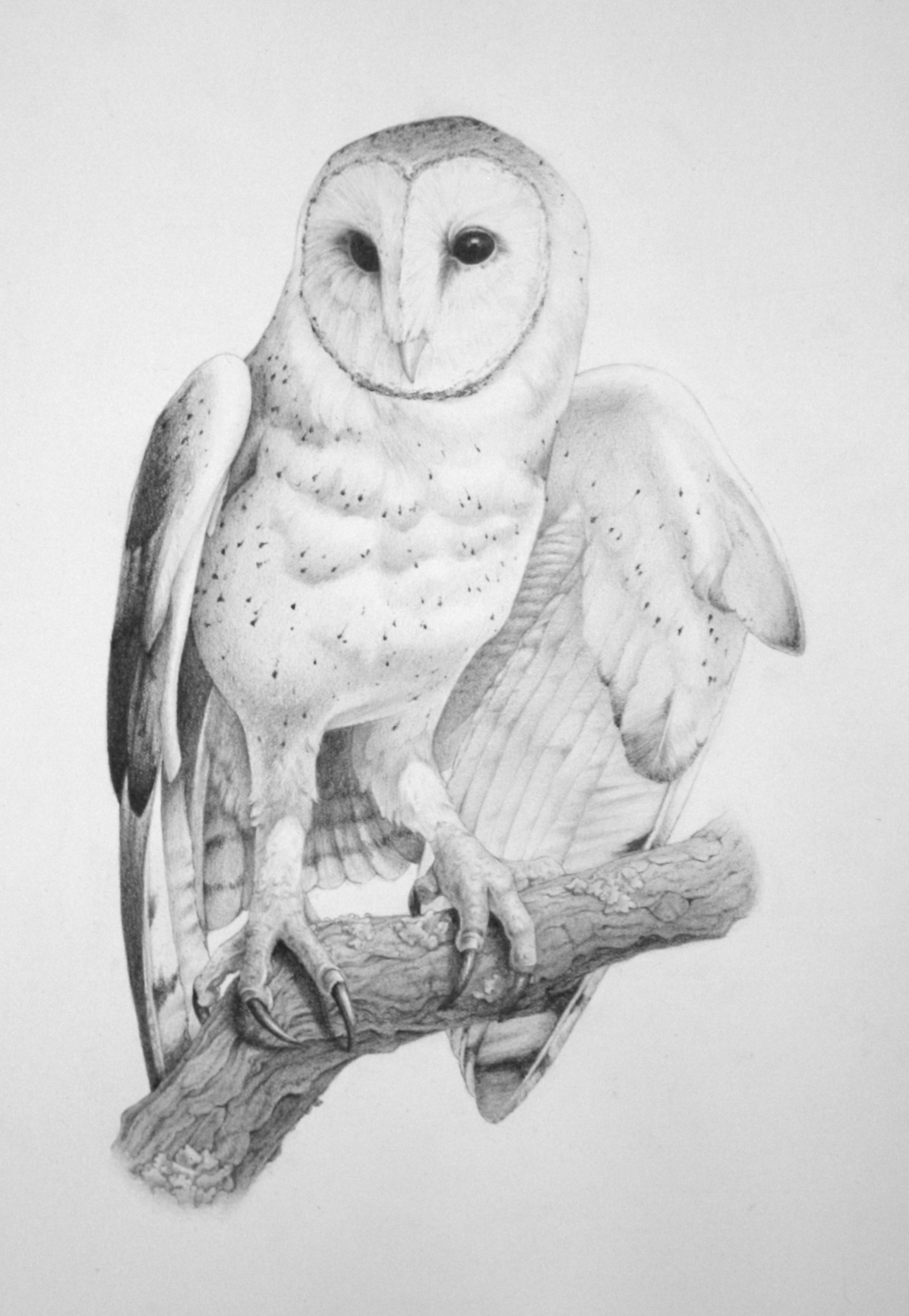 Полярная сова для срисовки 34 фото