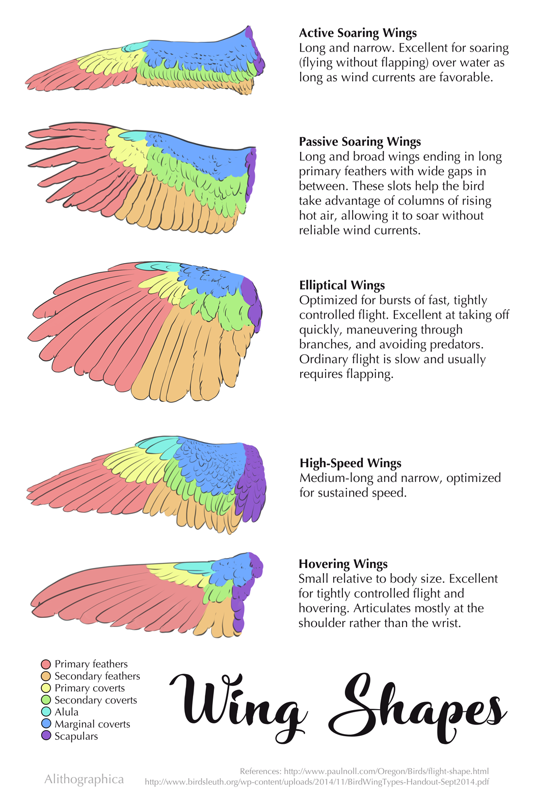  Alithographica Art - September 29 , 2017 "Form follows function! You can tell a lot about a bird by its wings."
