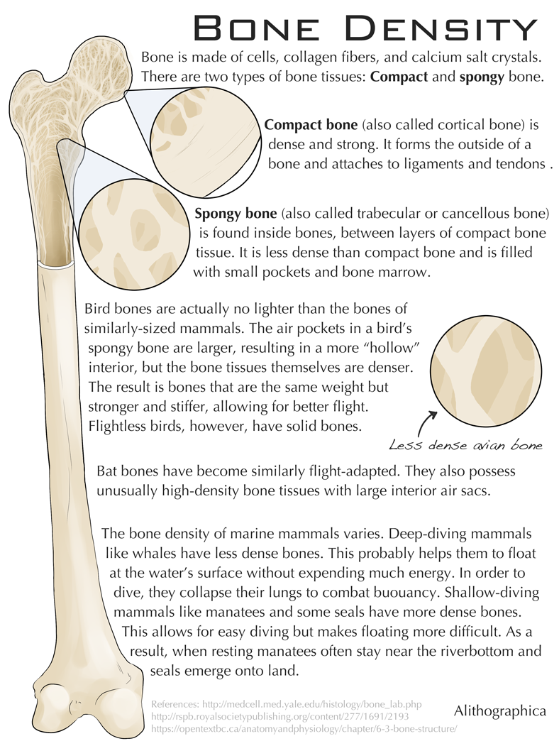 Alithographica Art · October 13 , 2017 · Another Halloween-ish science fact: Bone density! Support Science Fact Friday on Patreon! https://www.patreon.com/alithographica