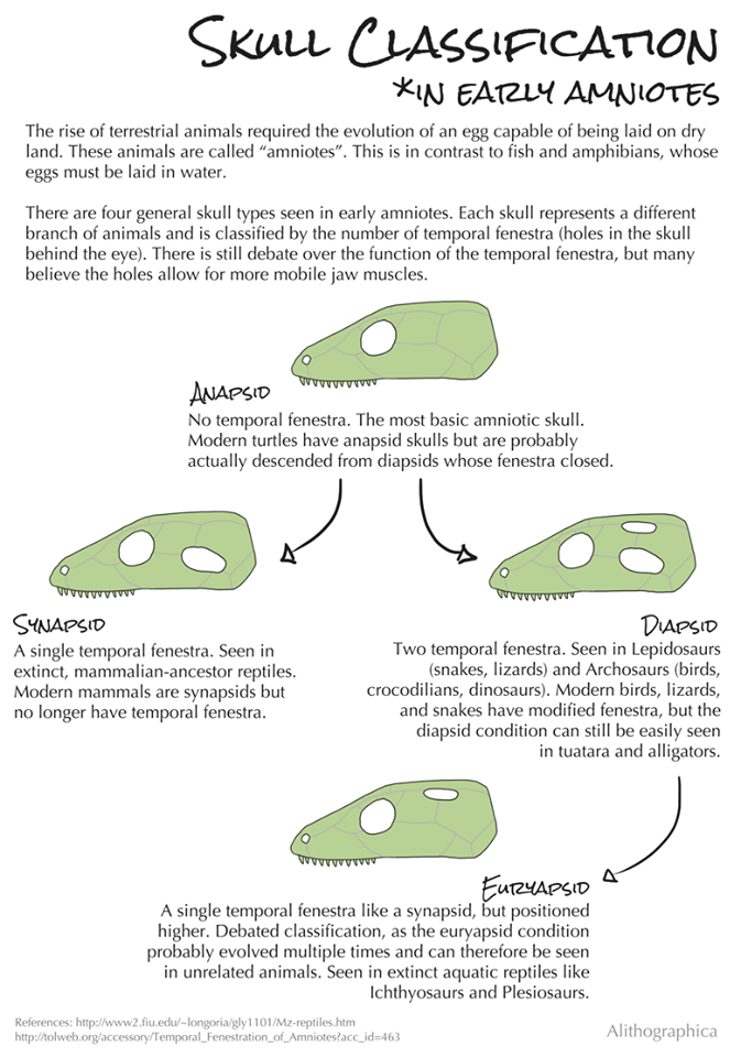 Alithographica Art · January 7, 2018 · Science Fact Friday: A skull classification system that works all of the sometimes. This is an example of why evolutionary trees get reorganized fairly often. Until recently it was believed that turtles were anapsids. Molecular studies indicate that they’re actually diapsids who lost their fenestra so they just /look/ anapsid. With our spotty fossil record, morphology isn’t always reliable – butsometimes it is. Some of the first evidence that birds are dinosaurs was based on skull studies. Likewise, it helped separate ancient proto-mammalian and non-mammalian reptiles. Like most tools, it’s best used in combination with other techniques. Support Science Fact Friday on Patreon: https://www.patreon.com/alithographica