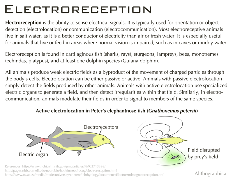 Alithographica Art · June 1, 2018 · Bees use electroreception in a particularly interesting way - they collect a static charge during flight. The charge disperses on the flower when they land, helping pollen to stick to the bee but also allowing other bees to see which flowers have been visited recently. Also: Platypus are really, really weird. Support Science Fact Friday on Patreon! https://www.patreon.com/alithographica