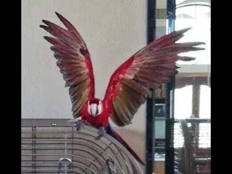 Harmony Animal Behavior - WHY is my parrot biting ME?