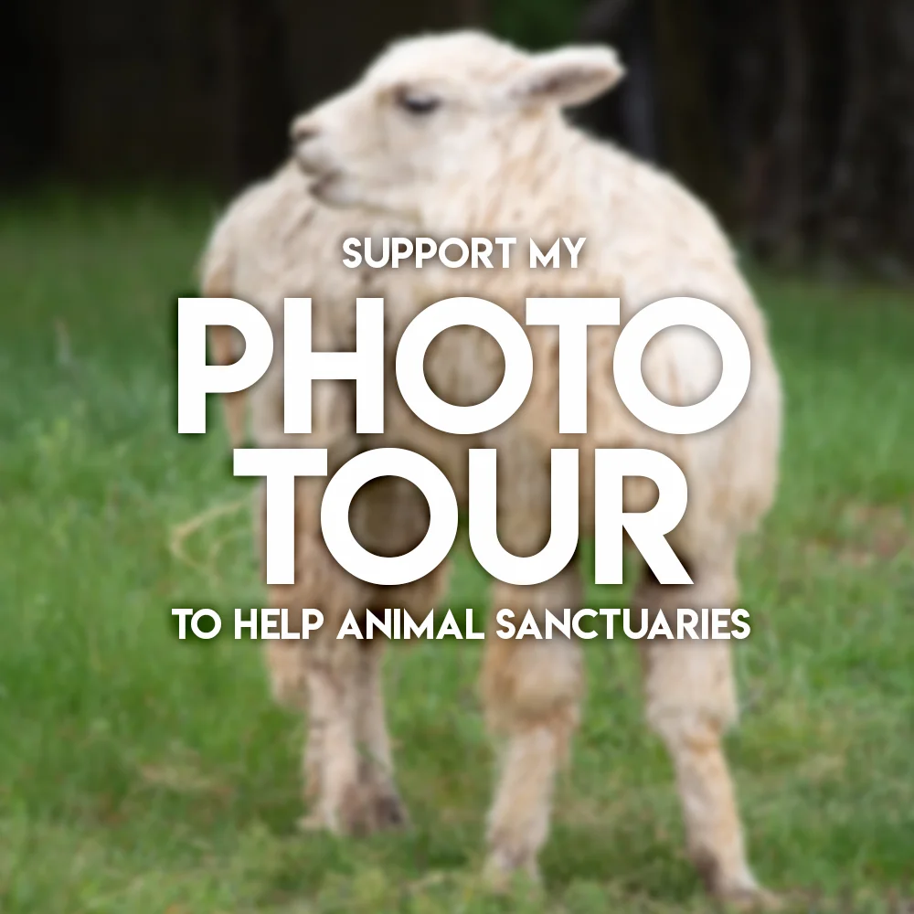 Sanctuary website.jpg