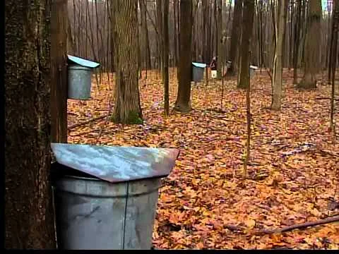 maple syrup pails.jpg