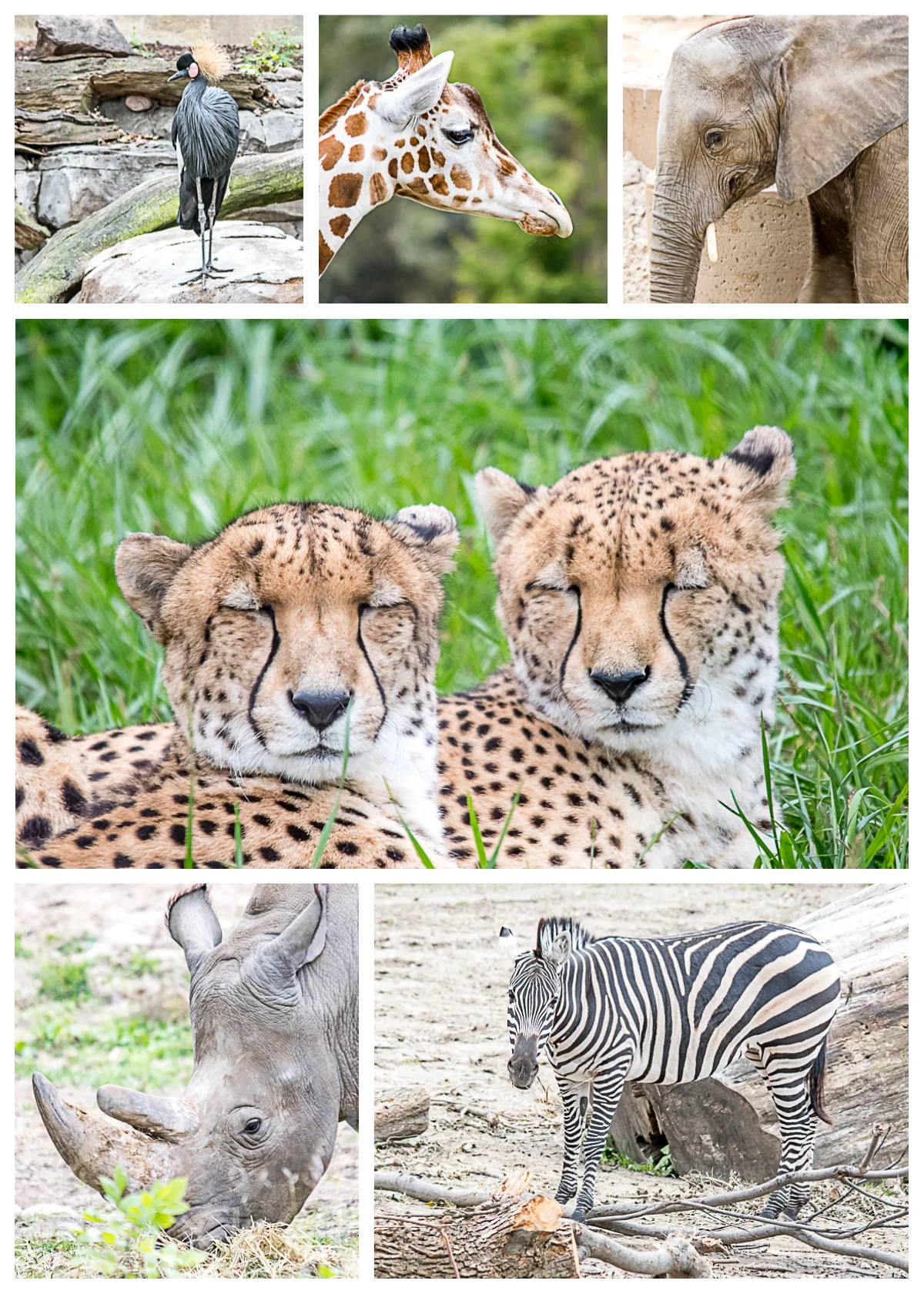 African Grasslands.jpg
