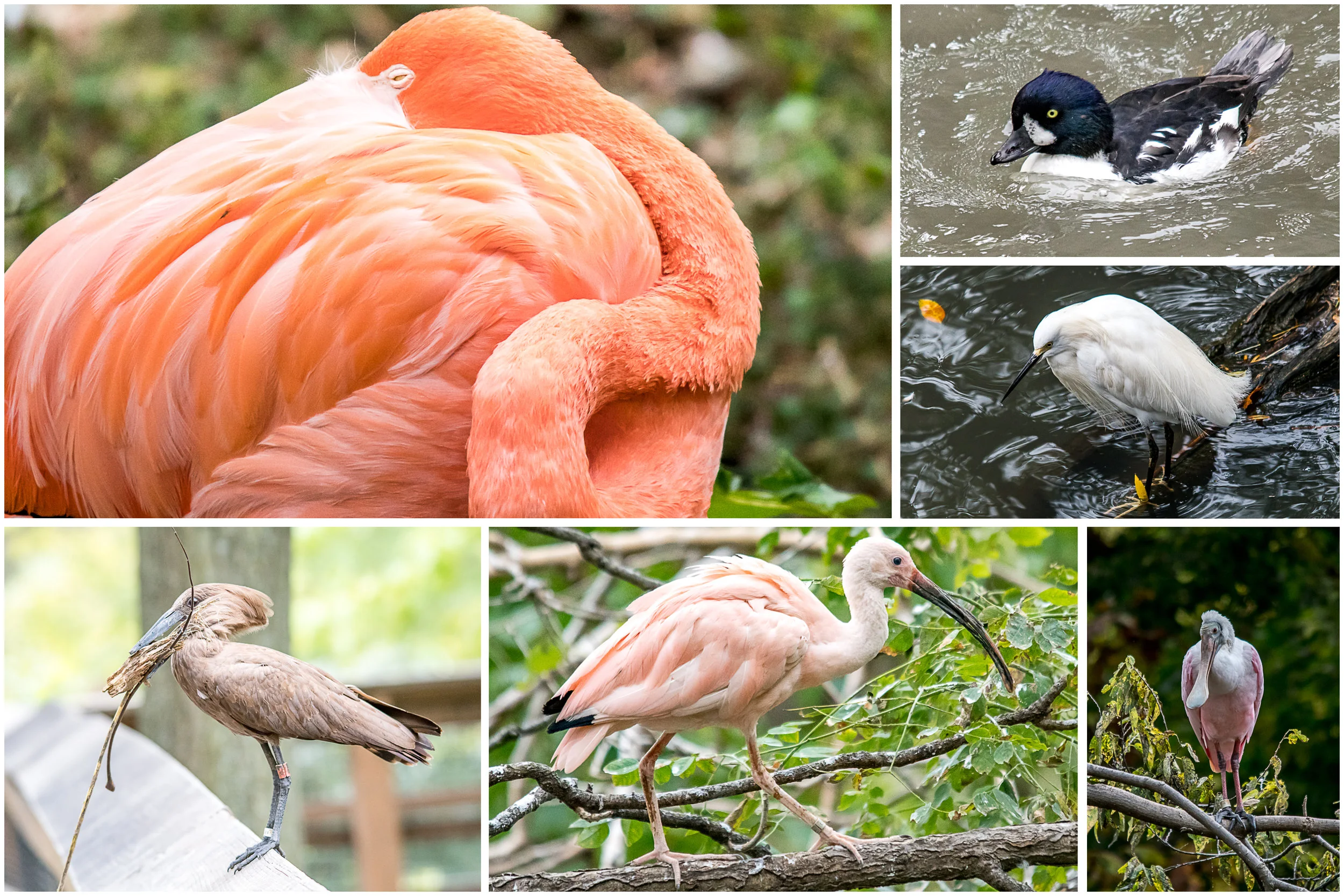 Aviary.jpg