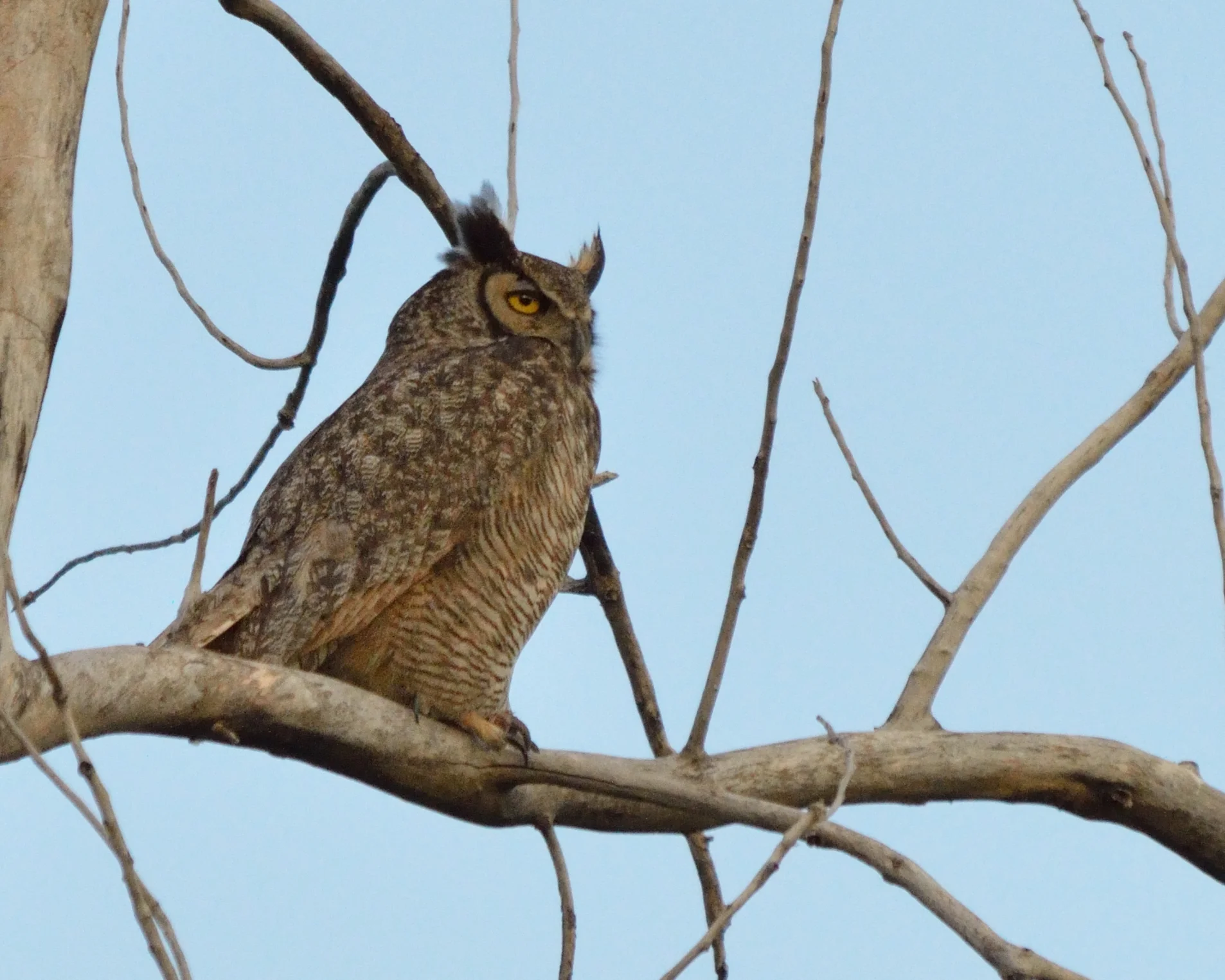 Great Horned Owl