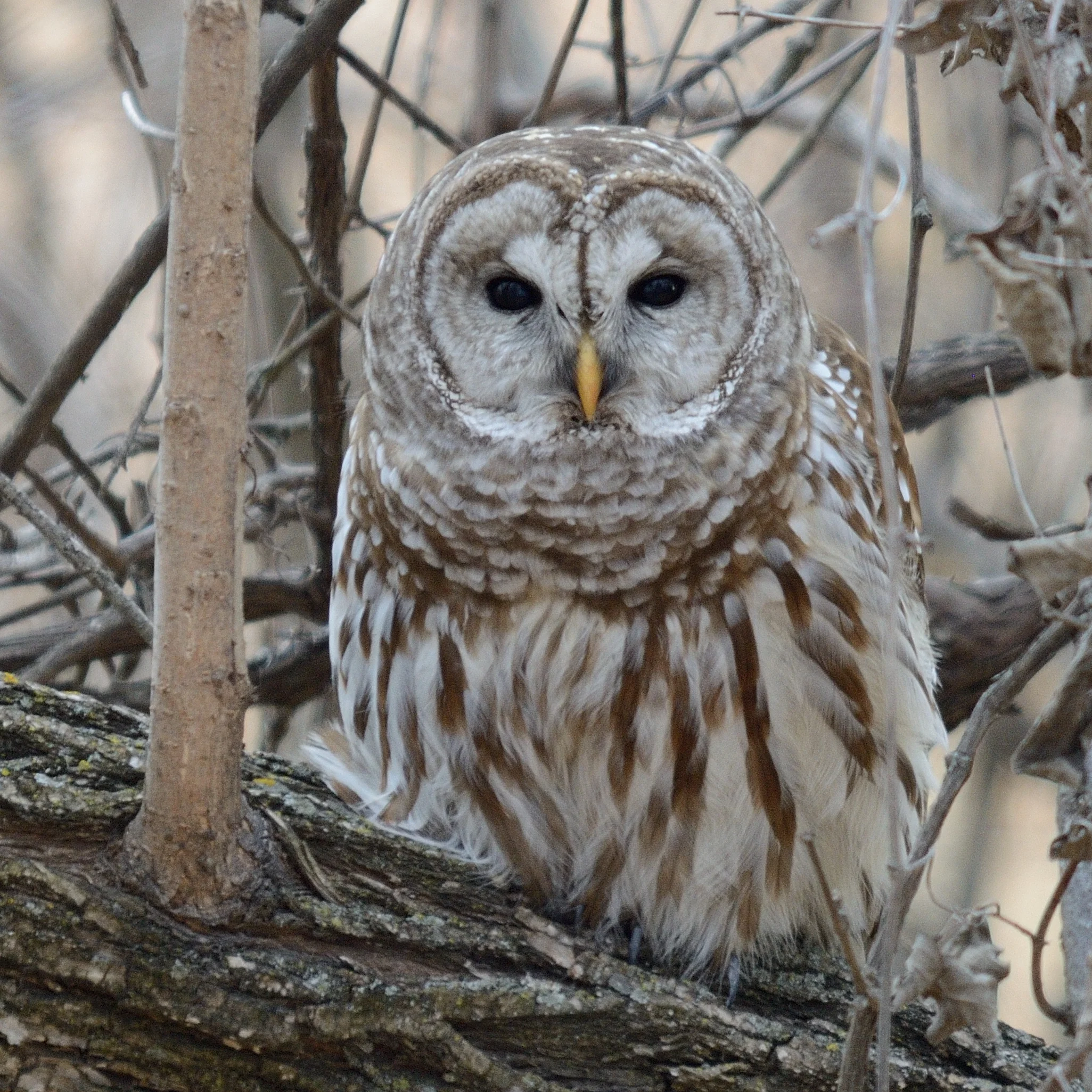 Barred Owl