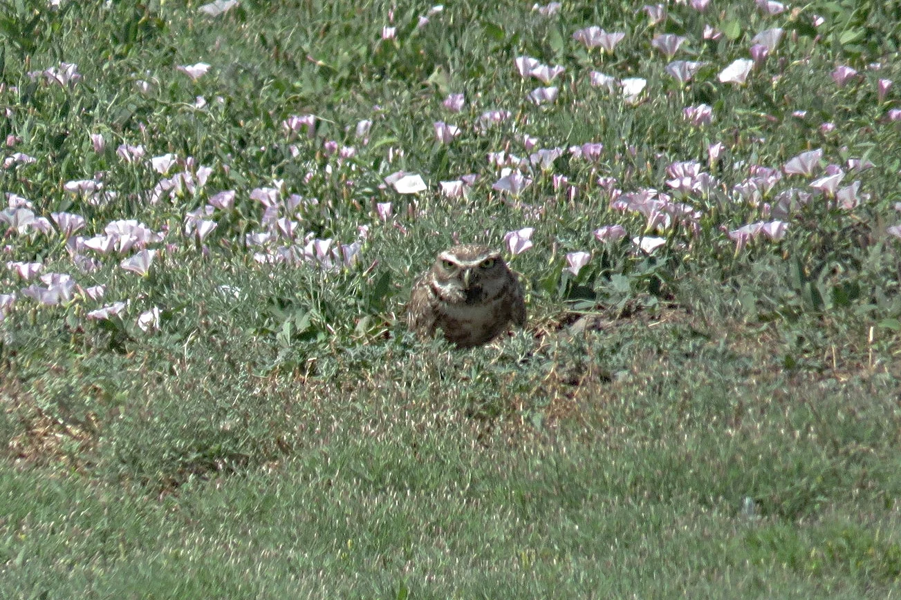 This is the only decent image I got. They were so far away that even a 500mm zoom couldn't bring them close!