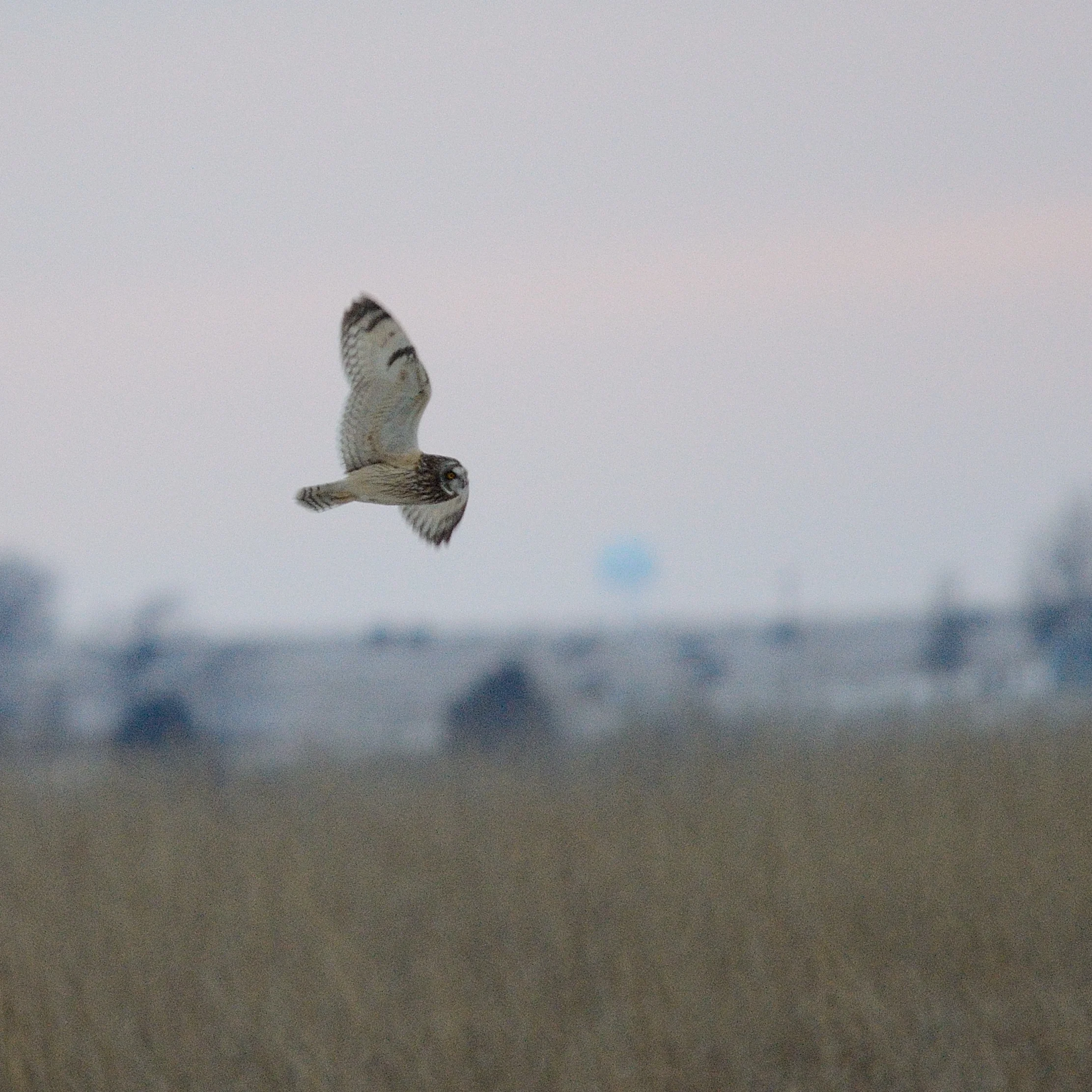 short-eared-owl_31983910142_o.jpg