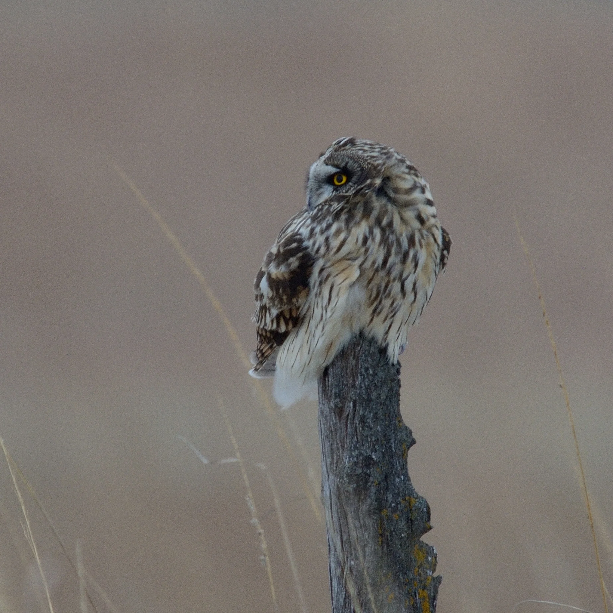 short-eared-owl_32094294376_o.jpg