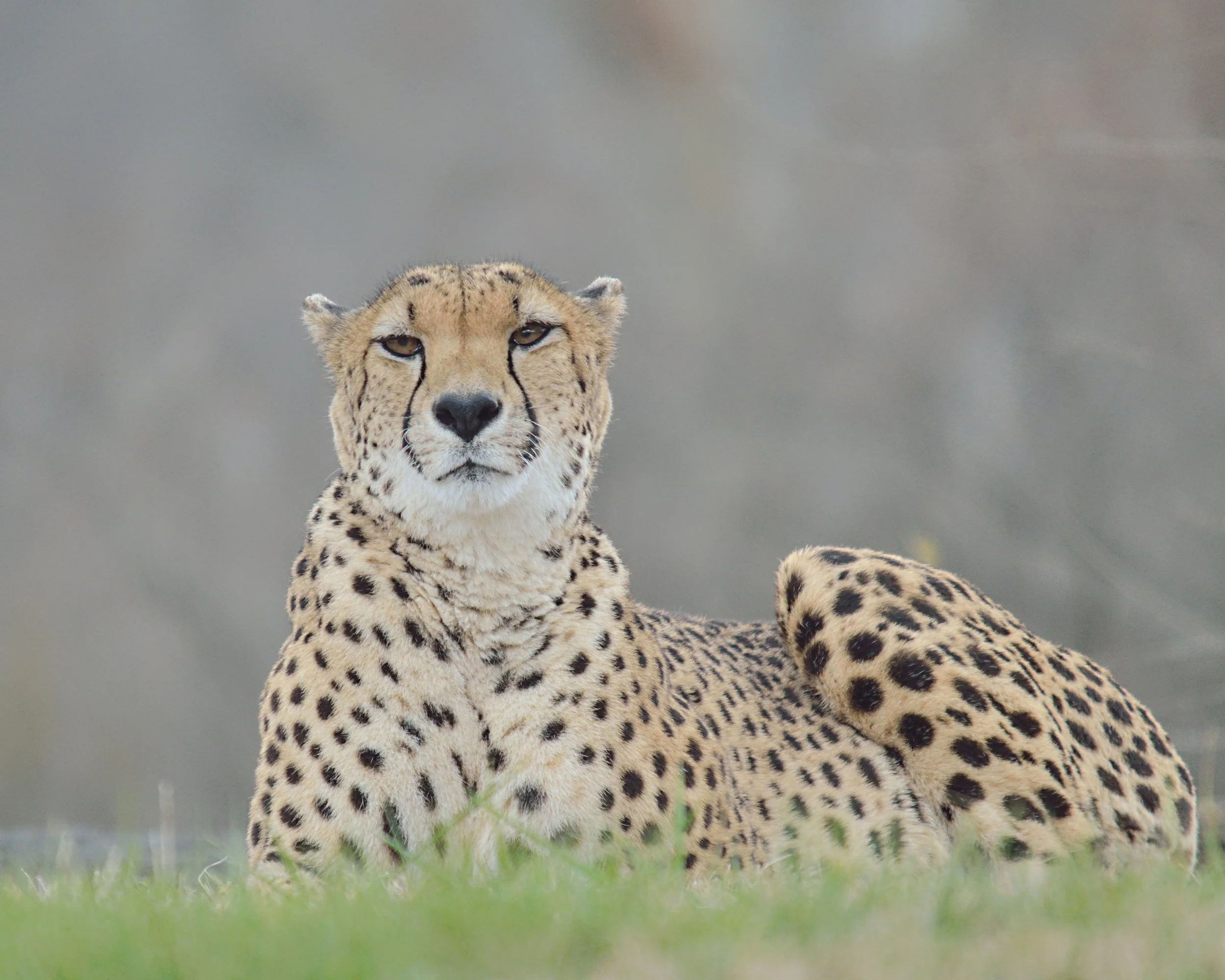 Cheetah