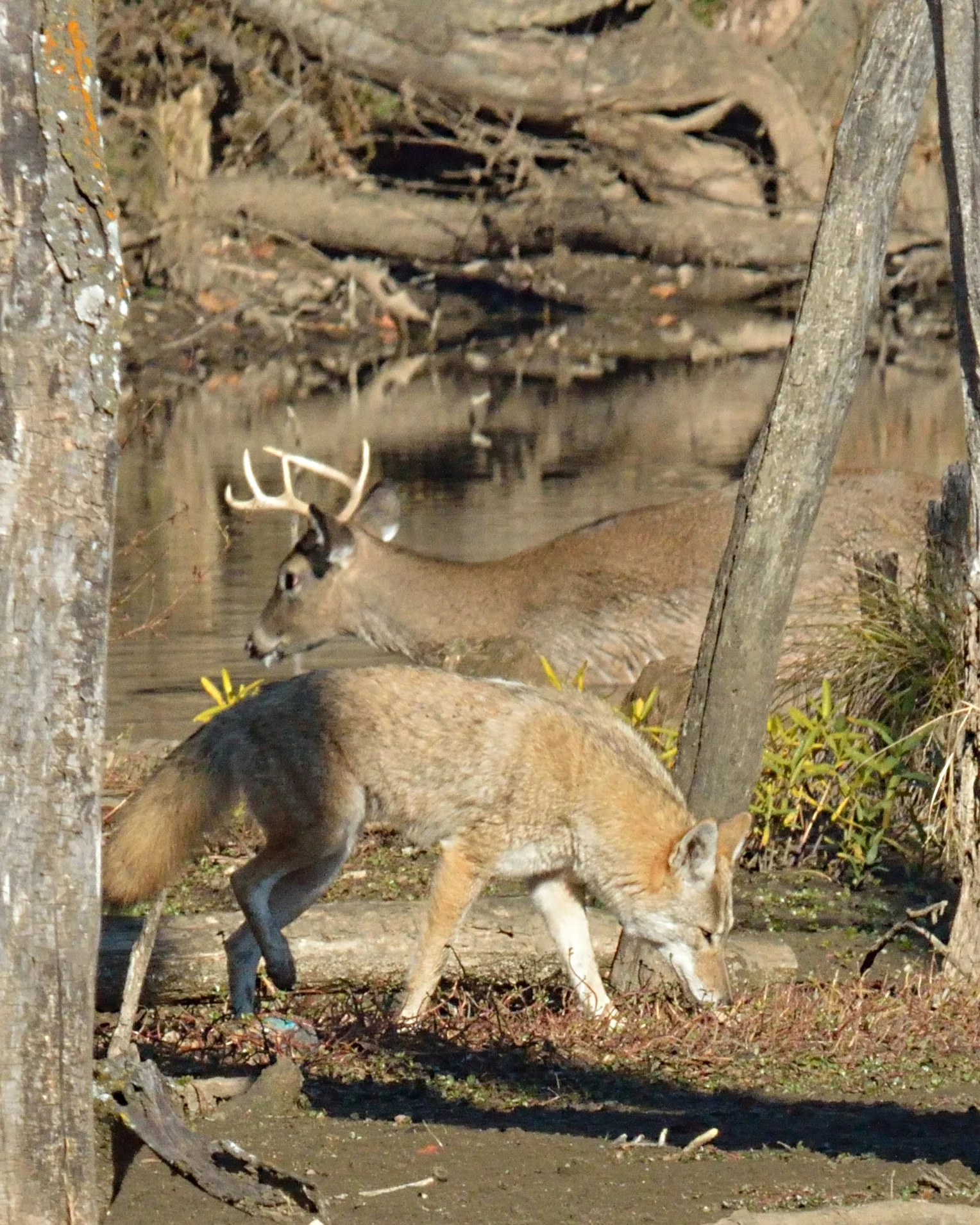 Coyote vs. White-tailed Deer