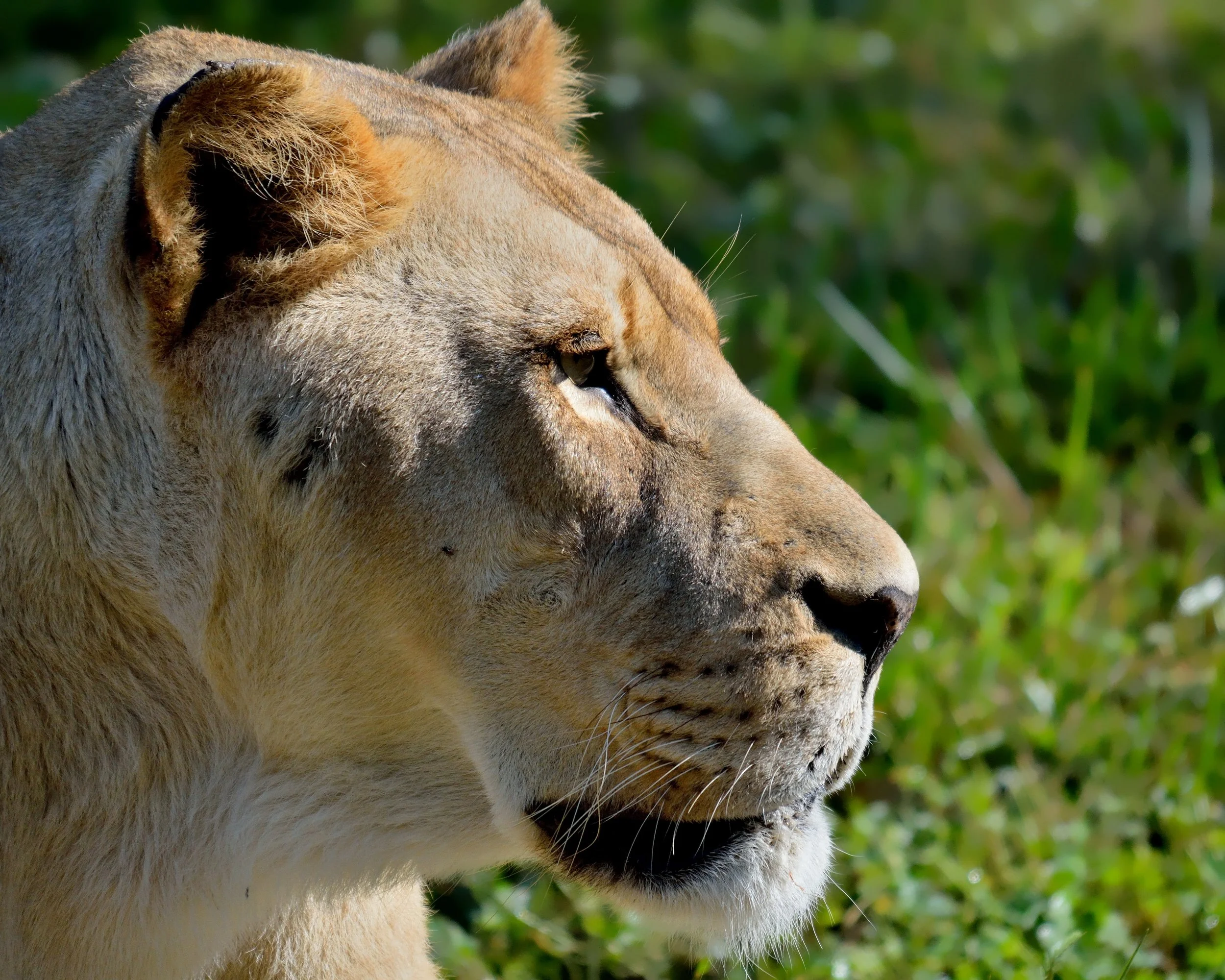 African Lion