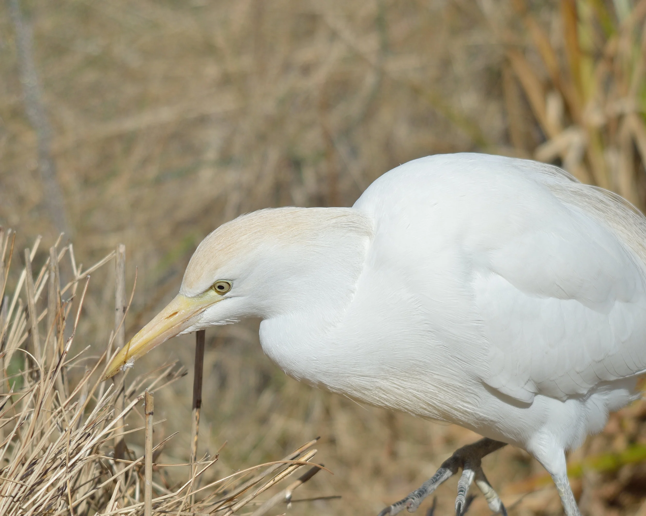 Cattle Egret