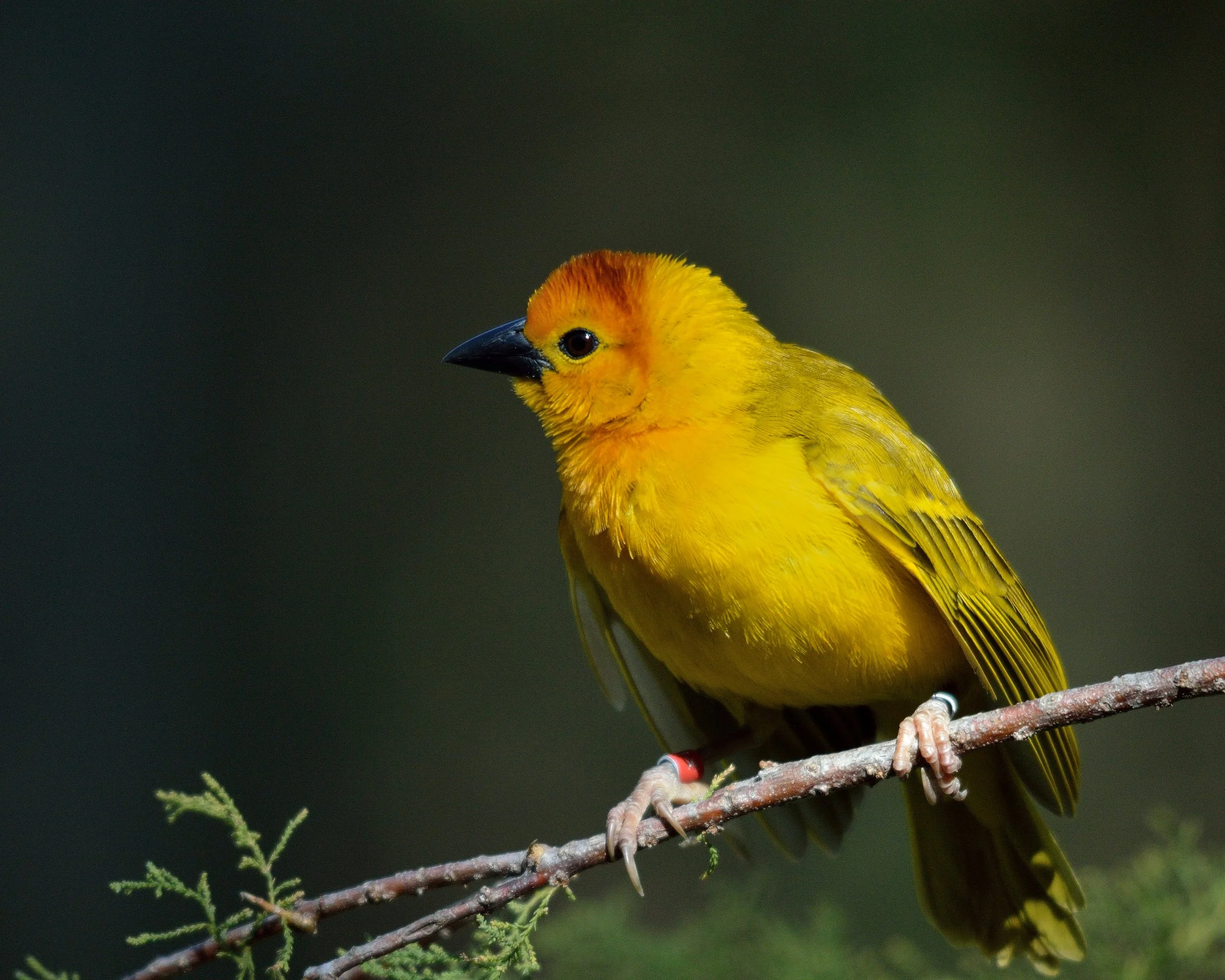 Taveta Weaver