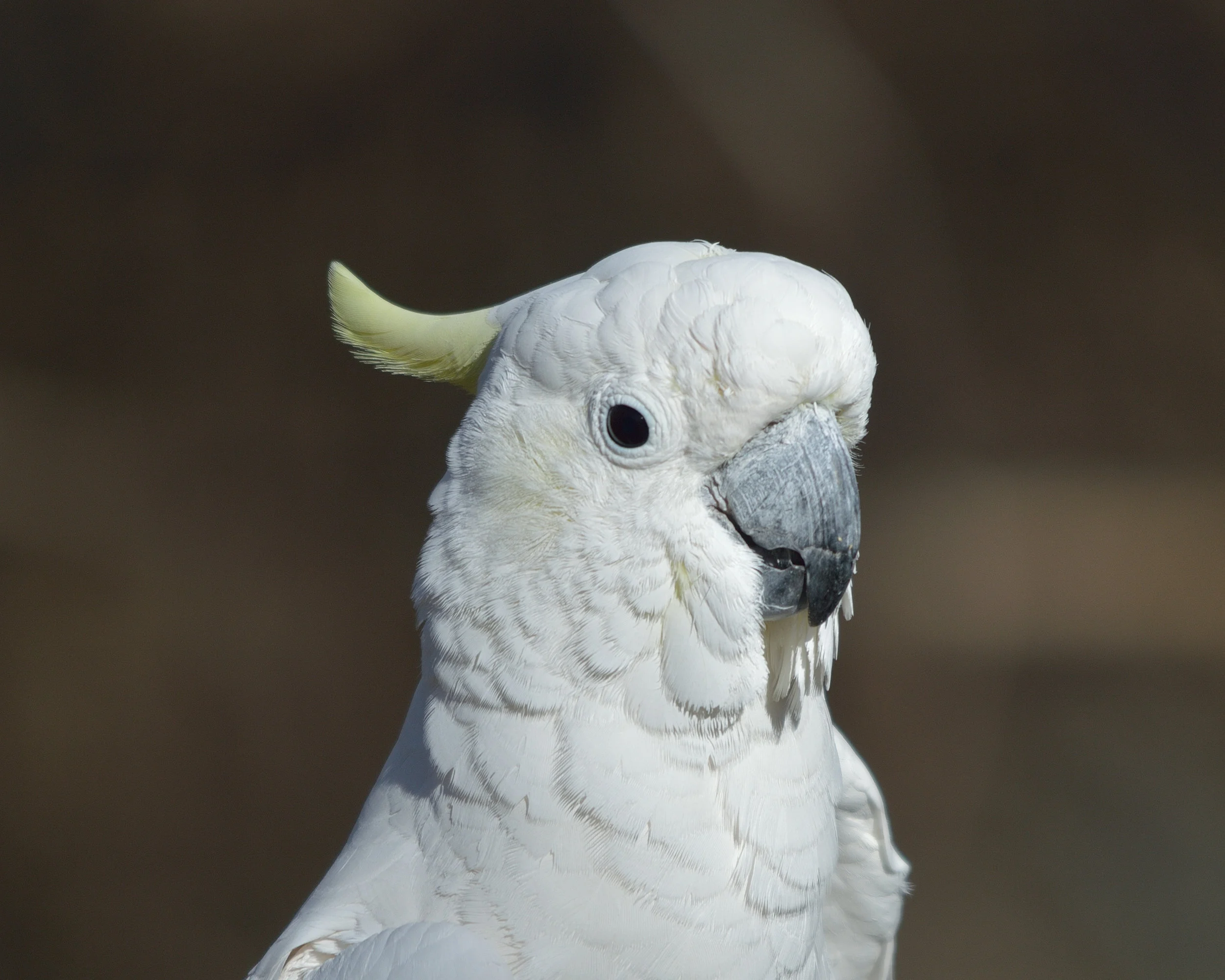 Sulphur-crested Cockatoo