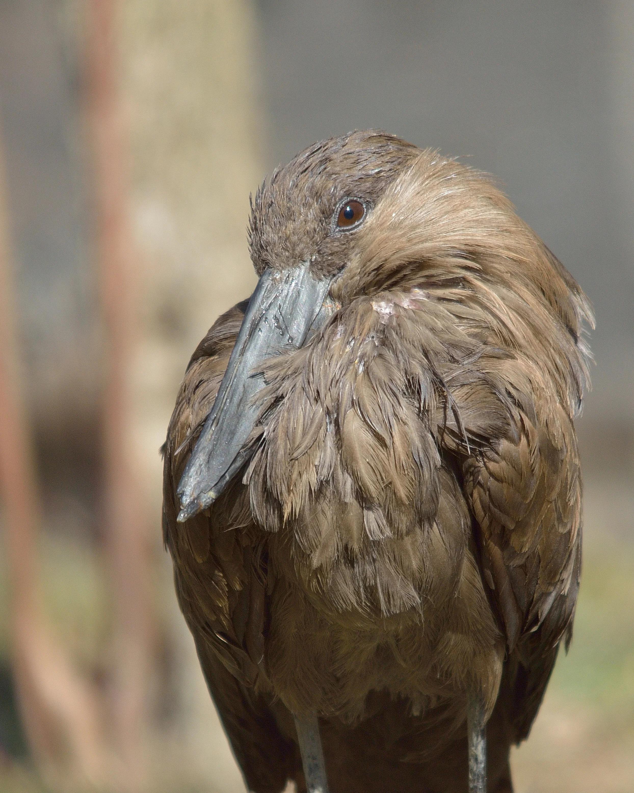 Hamerkop
