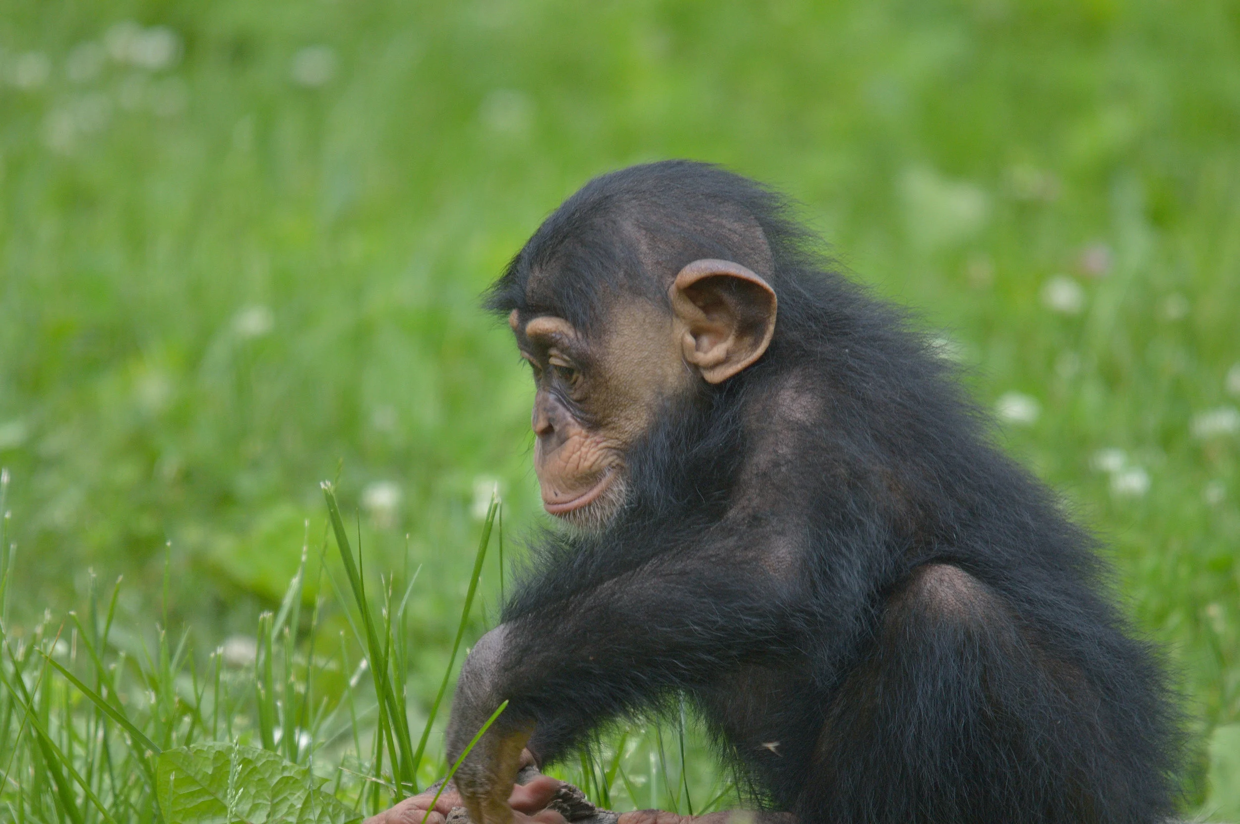 Chimpanzee
