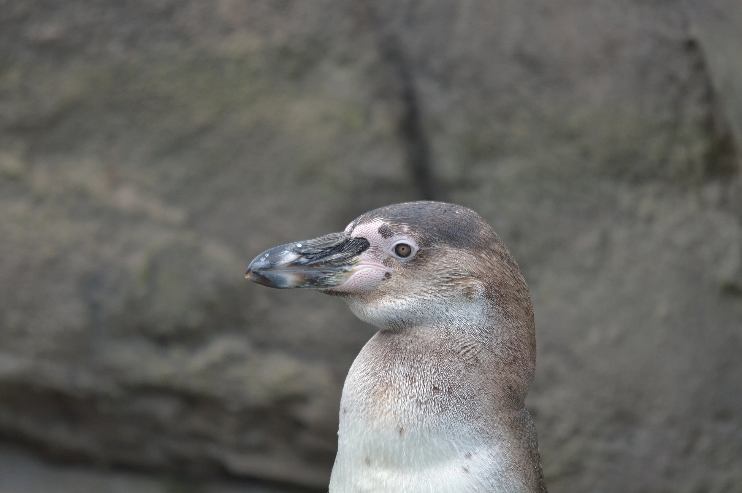 Humboldt Penguin