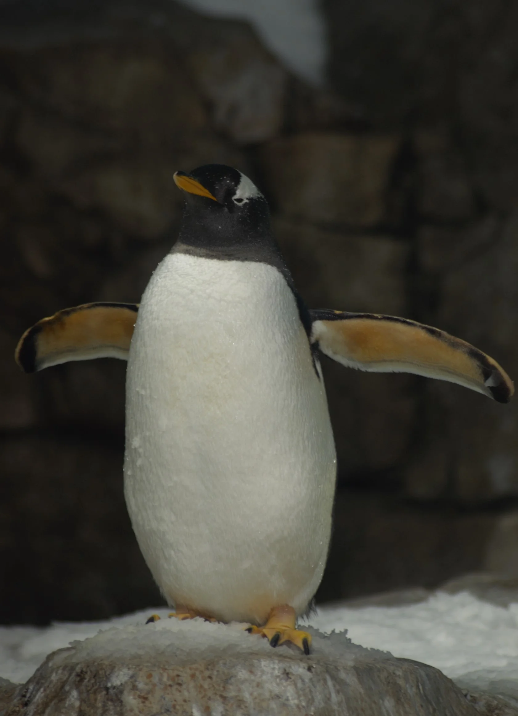 Gentoo Penguin