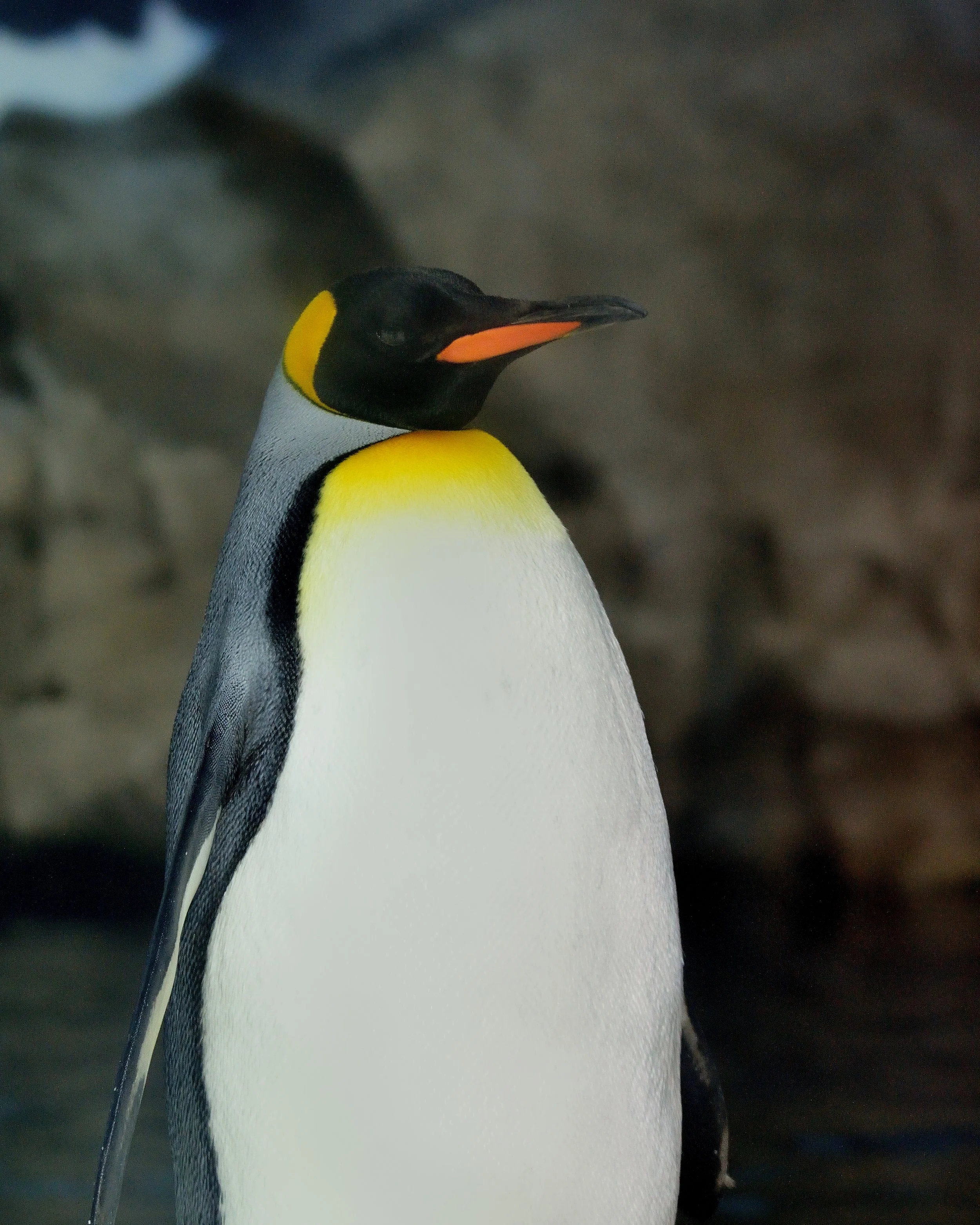King Penguin