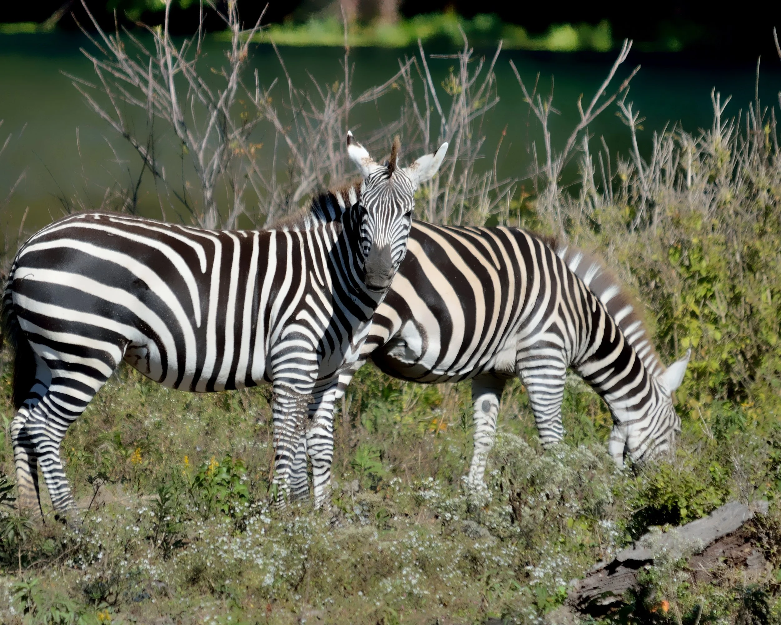 Gran's Zebra